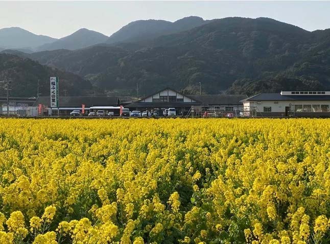 「福ふくの里」の菜の花畑